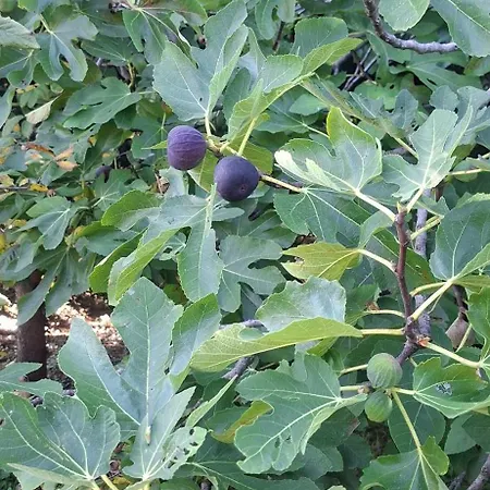 Duno A Un Passo Da Citta Alta Clanezzo