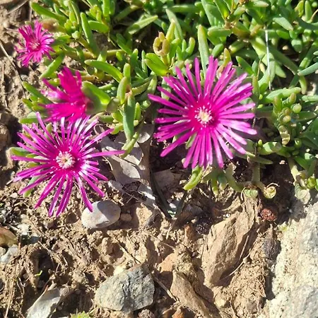 Orman Evi Duno A Un Passo Da Citta Alta