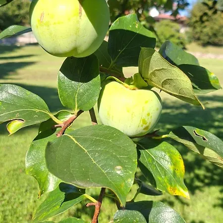 Orman Evi Duno A Un Passo Da Citta Alta *