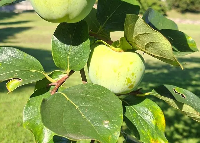 Lodge Duno A Un Passo Da Citta Alta *